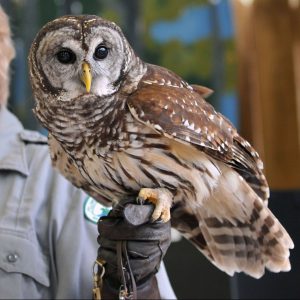 A barred owl, being held by a wildlife biologist. FWC Photo.