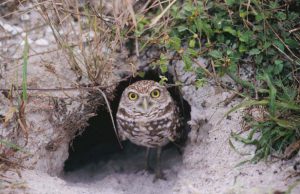 A burrowing owl in a burrow. FWC Photo.