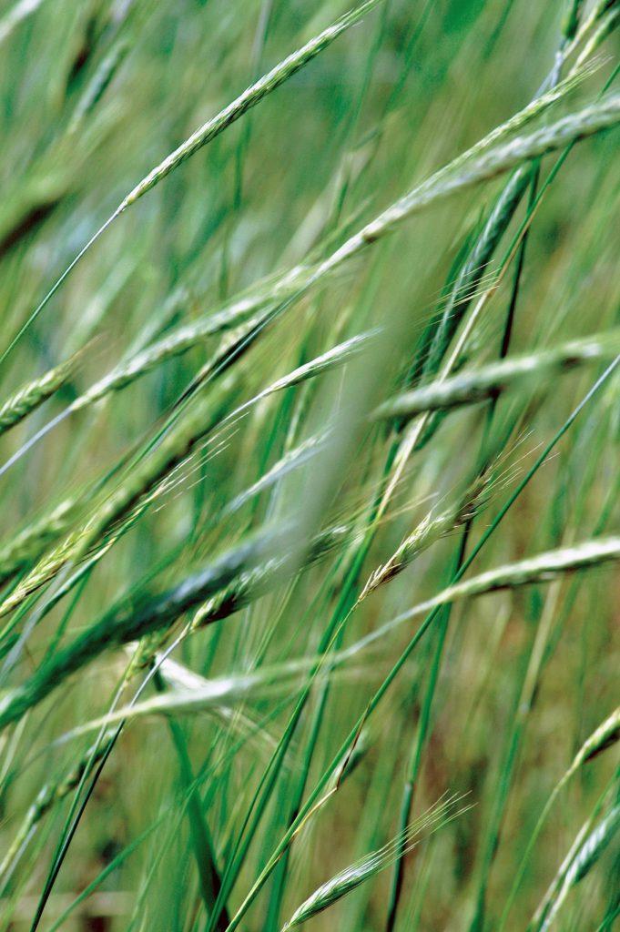 applications-for-annual-ryegrass-in-south-florida-pastures-uf-ifas