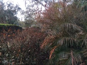 Freeze damage palm and jasmine