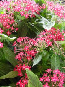 Dark Pink Pentas 