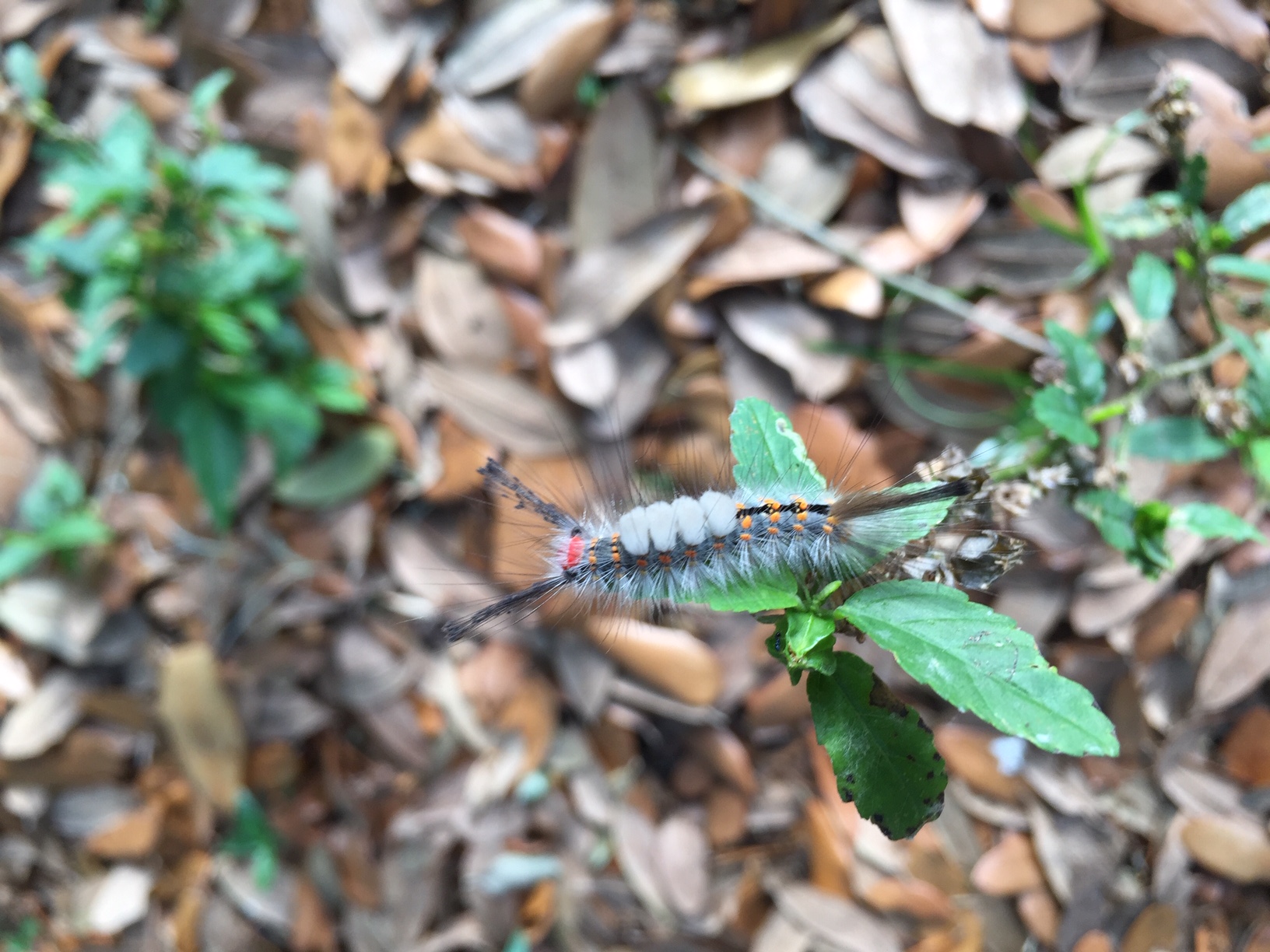 What is that Fuzzy Caterpillar Falling from My Oak Tree? UF/IFAS