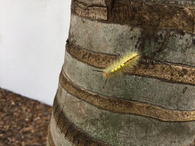 What is that Fuzzy Caterpillar Falling from My Oak Tree? UF/IFAS