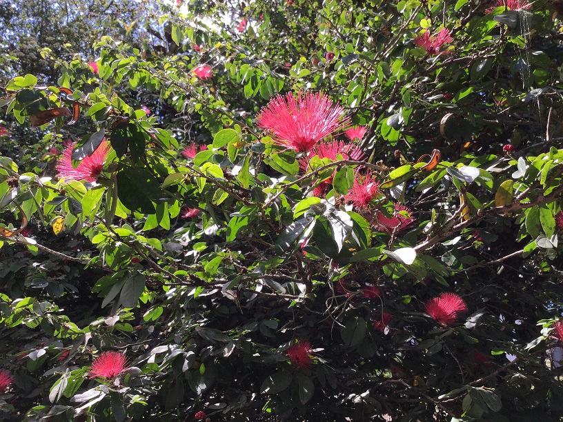 Shrub with deep pink powderpuff-like flowers.