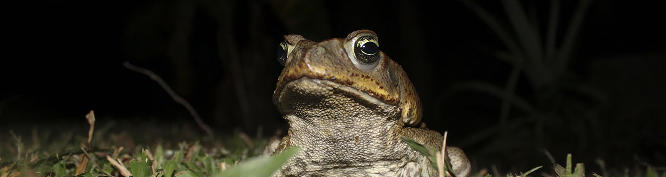close up of a Cane Toad