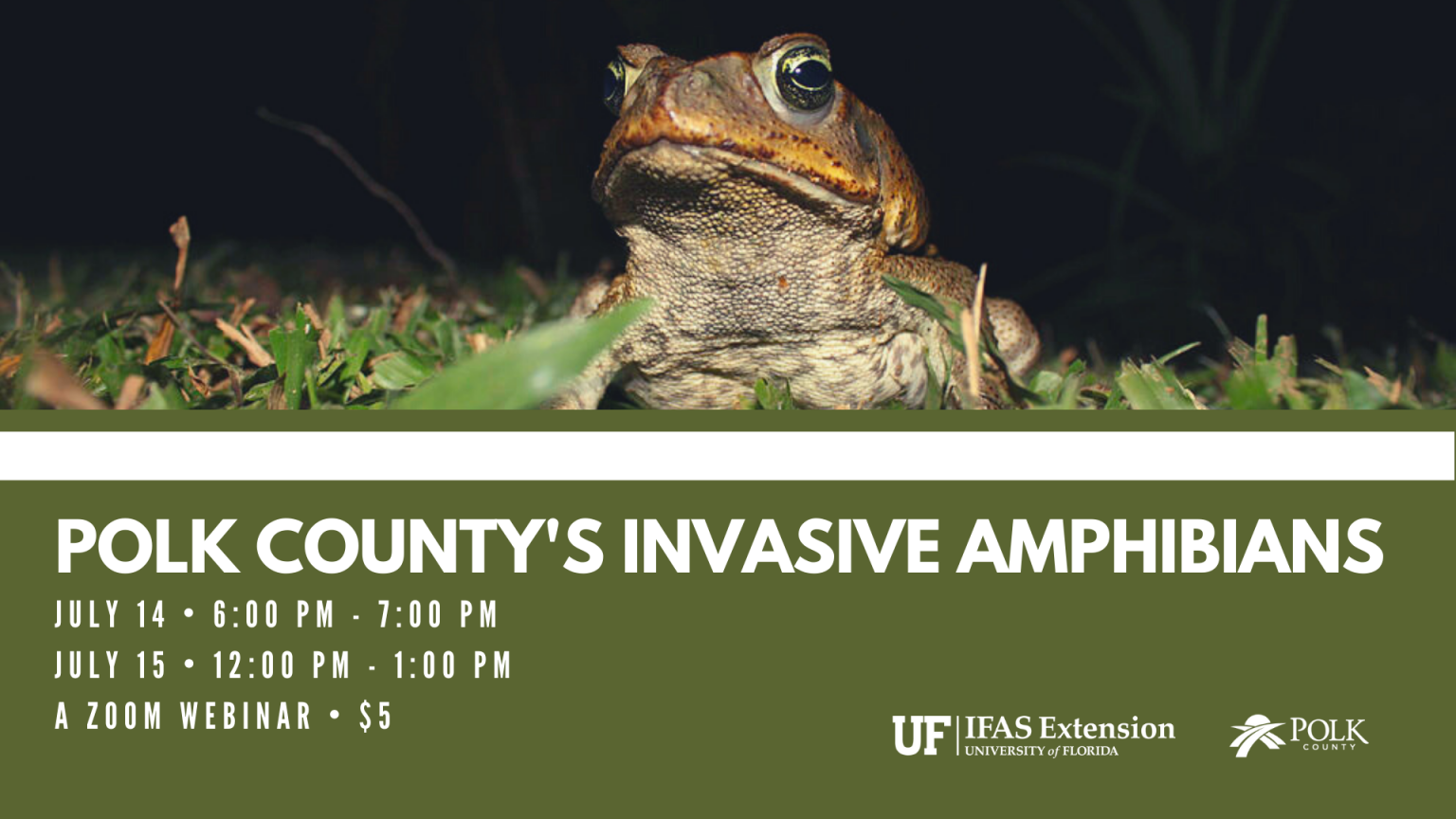 Polk County's Invasive Amphibians (Webinar Opportunity) - UF/IFAS