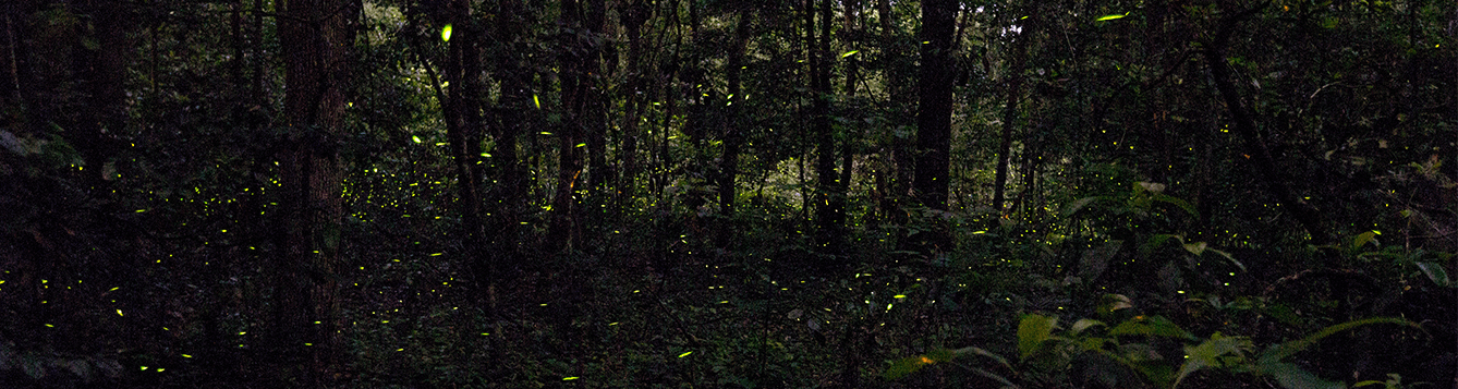 Medium exposure of fireflies in dark Florida forest.
