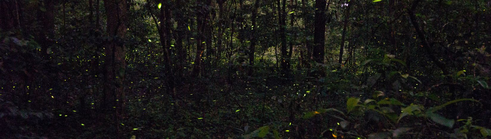 Dr. Marc Branham collecting fireflies in Gainesville during the spring 2015 firefly season.