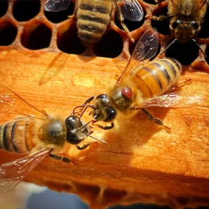 Alachua County beekeepers struggle against mites