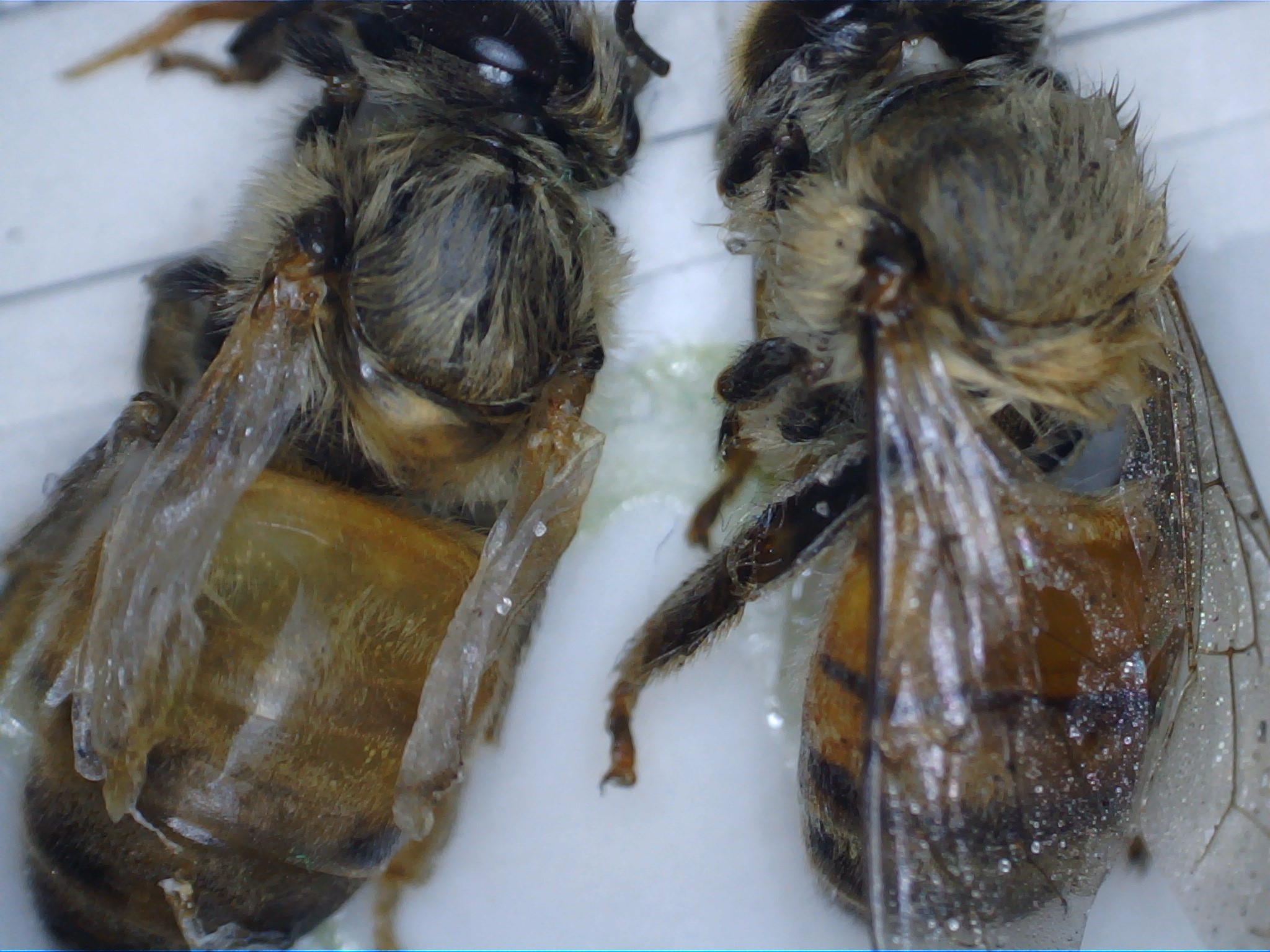 Florida Farm Pests Varroa Mites Uf Ifas Extension Polk County