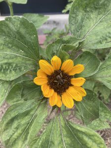 Sunflower with a bloom with yellow petals and a brown center. Also shows a bee that has landed in the center of the flower. 