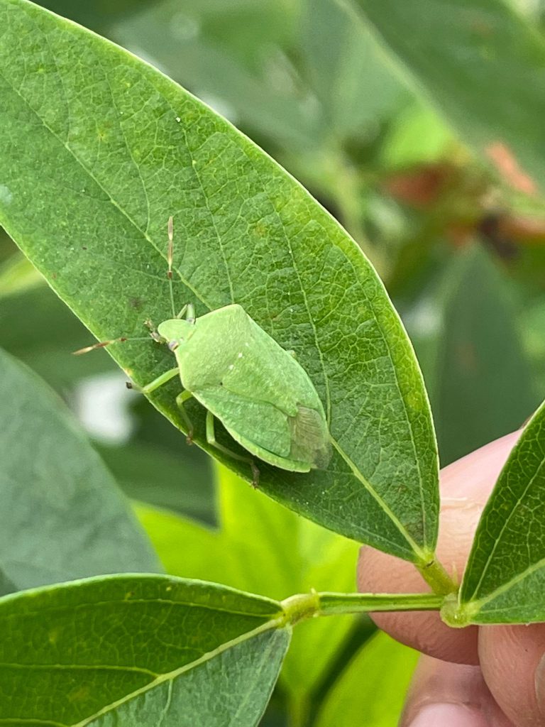 Florida Farm Pests: Stink Bugs - UF/IFAS Extension Polk County