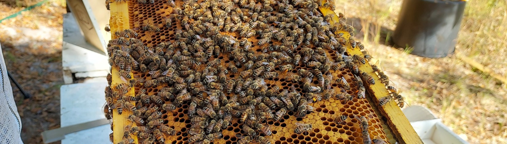 Convertir popotes usados en colmenas para la preservación de las abejas