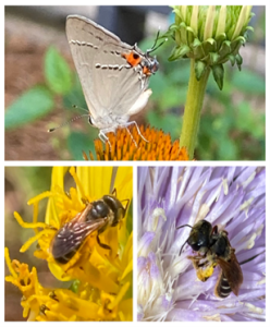 Pollinator plants with insects
