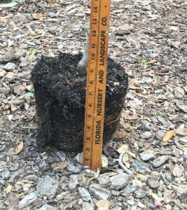 measure root ball