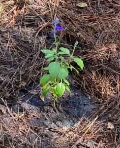 Purple salvia perennial flower planted in pine straw mulch