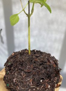 Healthy plant root ball