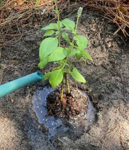 Purple salvia perennial planted in the ground with watering hose applying water to root area.