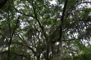 live oak canopy draped in spanish moss