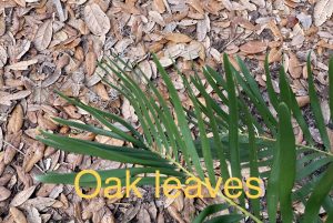 oak leaves mulch around a cootie cycad