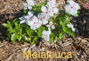 melaleuca mulch used in a planting bed around a white impatien flowering plant