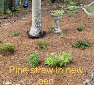 pine straw mulch around small plants and a palm tree with a bird bath