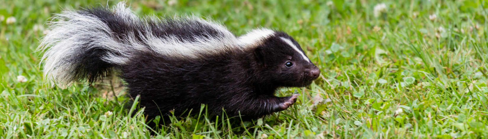 Striped skunk walking in a field of grass