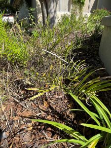 Feeding damage from butterfly larvae on a coontie cycad. Leaves are chewed up and damaged.