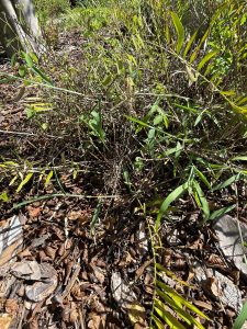 Feeding damage from butterfly larvae on a coontie cycad. Leaves are chewed up and damaged.