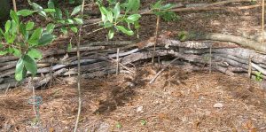 photo shows a wattle which is a short decorative fence made from fallen branches that have been woven together