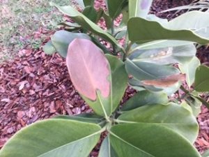 Freeze damage on Autograph plant