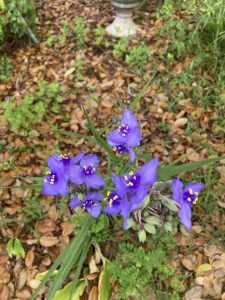 Violet-blue flowers of the plant spiderwort.