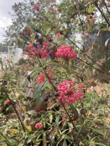 Pink cluseted flowers of Panama rose.