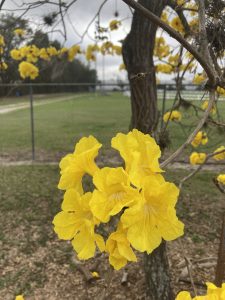 Yellow flower cluster of golden trumpet tree.