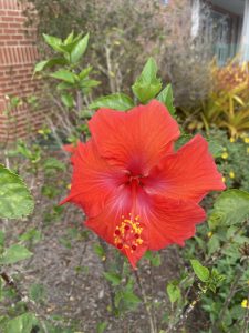 Light red tropical hibiscus flower.