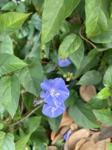 Light blue flowers of skyblue clustervine.