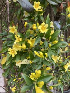 Yellow flowers on the yellow jessamine vine.