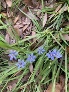 Small light blue flowers of blue-eyed grass plant.