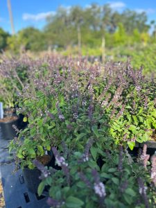 Flowering African blue basil
