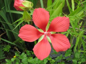 Red Star Hibiscus flower