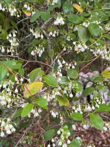 sparkeberry plant. green leaves and tiny white bell-shaped flowers