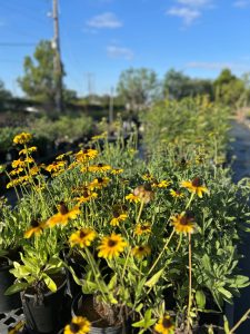 Yellow flowering plants with brown center