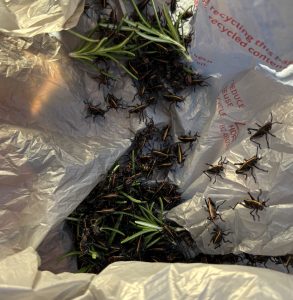 young lubber grasshoppers. Black grasshoppers with yellow and red markings in a plastic bag.