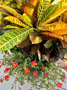 vibrant planter with yellow, orange, and green variegated Croton leaves. Also small flowering portulaca flower that is red-orange. 