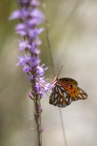 Monarch butterfly on purple liatris flower.