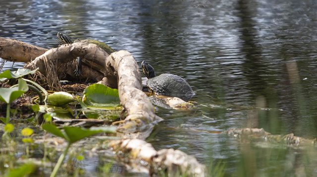 turtles on a branch, on a lakeshore