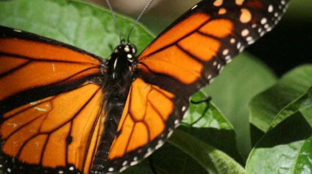closeup of monarch butterfly on leaves