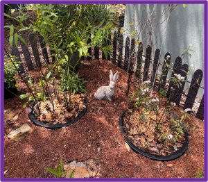  This is a super easy way to grow moist-loving native milkweeds (incarnata and perennis), to welcome Monarch butterflies into your “sandy” butterfly garden! 