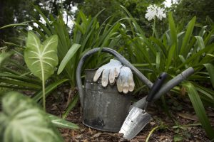 A watering tin and gardening gloves at a home garden.