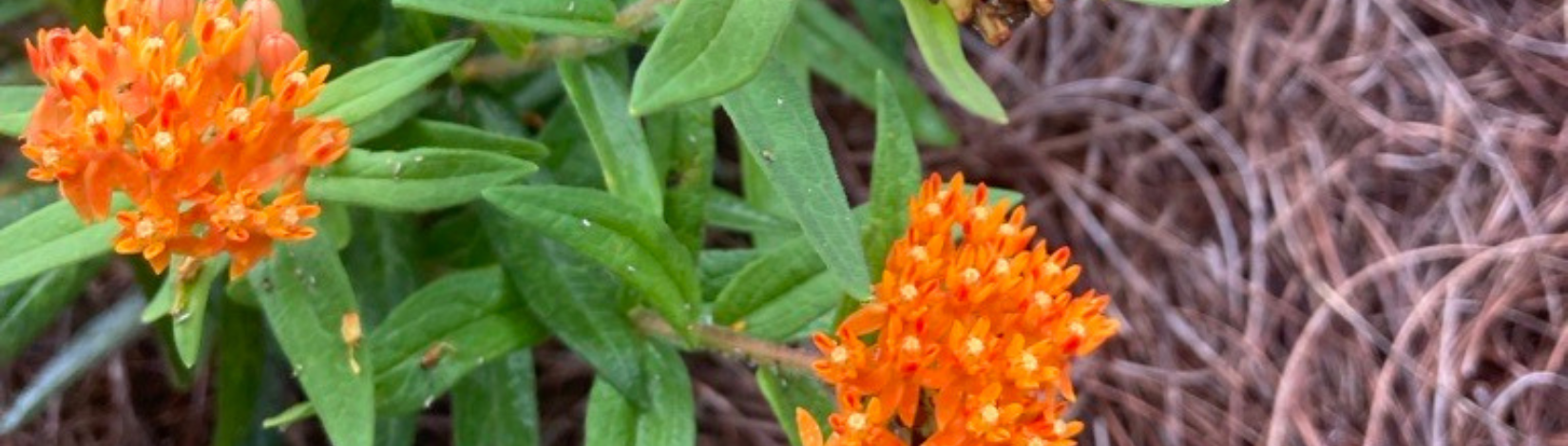 Native orange flowers on Asclepias tuberosa: Butterfly Weed.